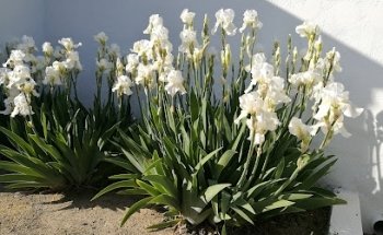 Funeral home of Tremp