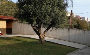 Tanatori de Santa Coloma