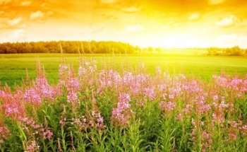 FUNERARIA JORDÁN VIRGEN DEL ROSARIO