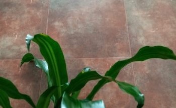 Previsora Plenitud