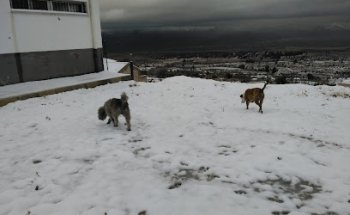 Tanatorio Lil Chorizo